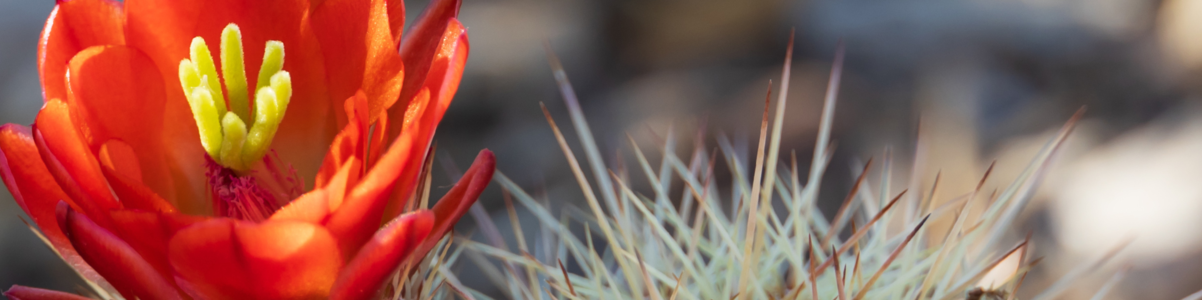 cactus flower
