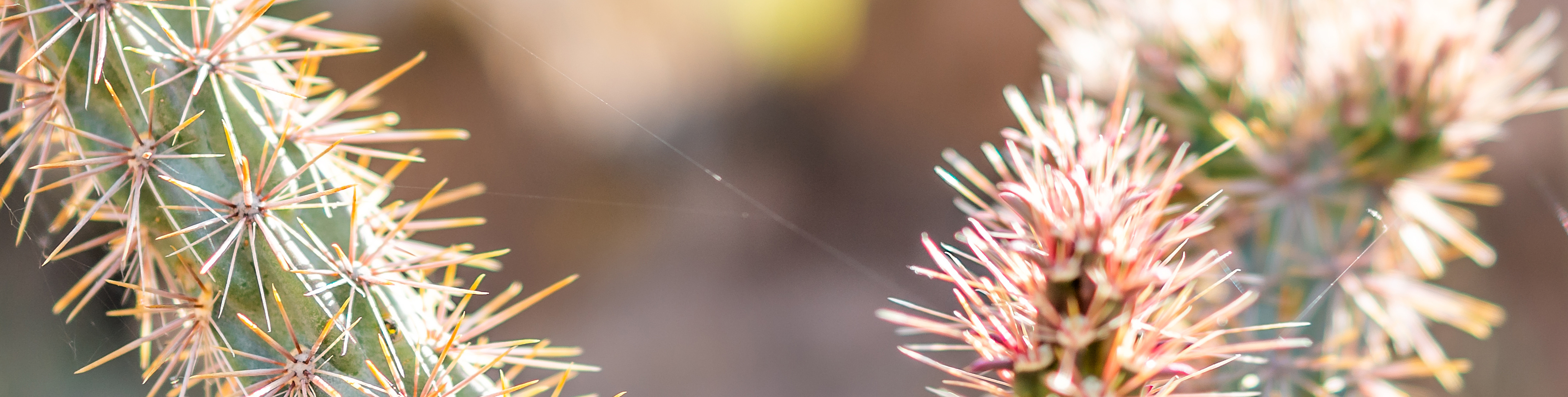 cactus closeup
