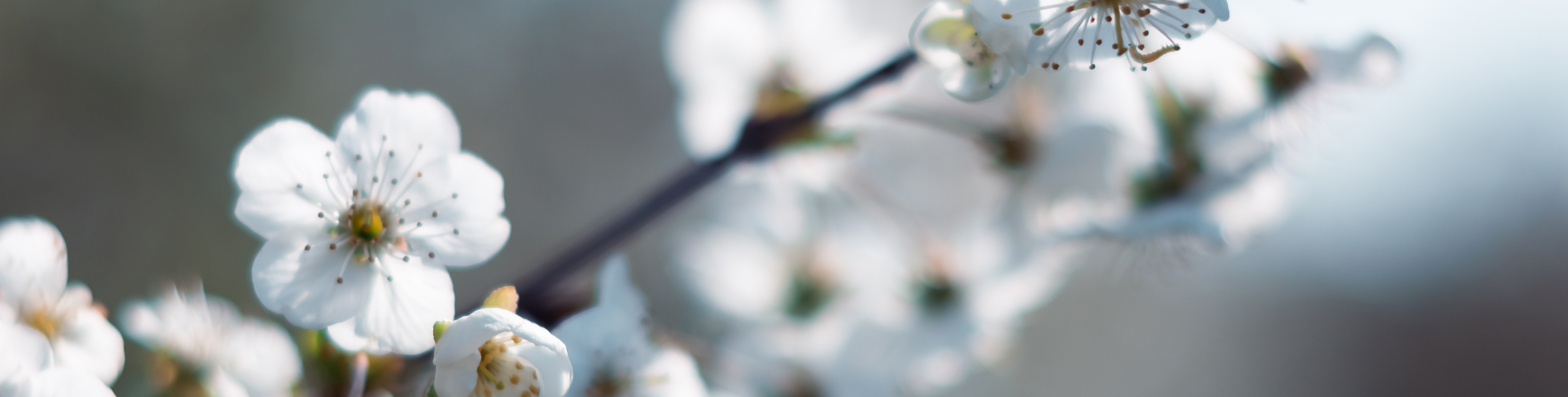 white blossoms closeup