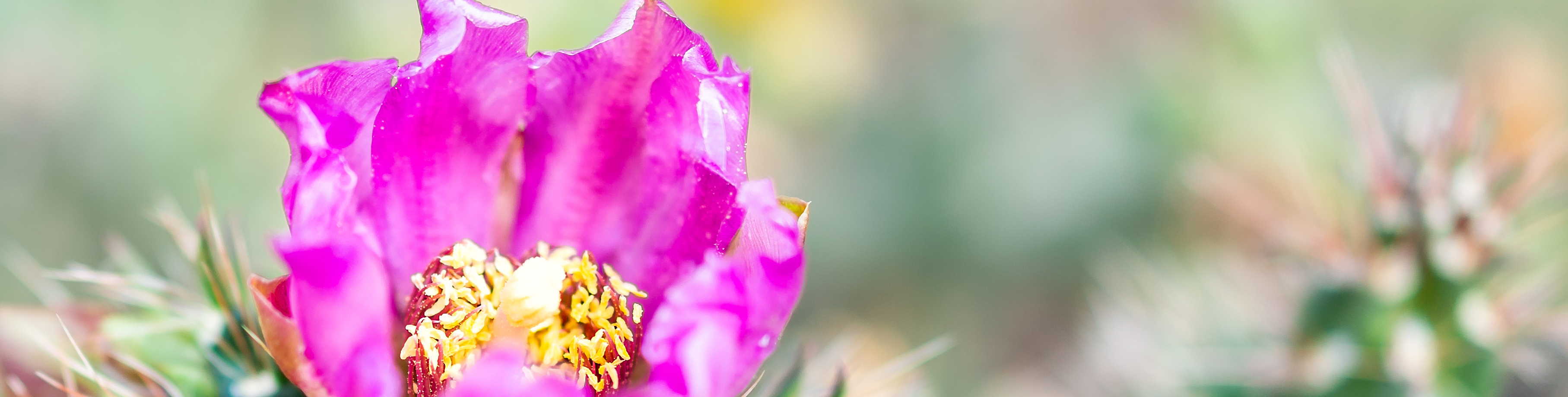 Close up on pink flower