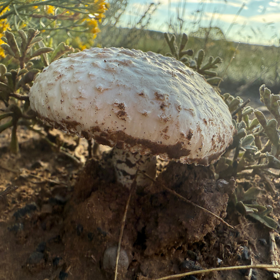 Image of Saproamanita prairiicola 